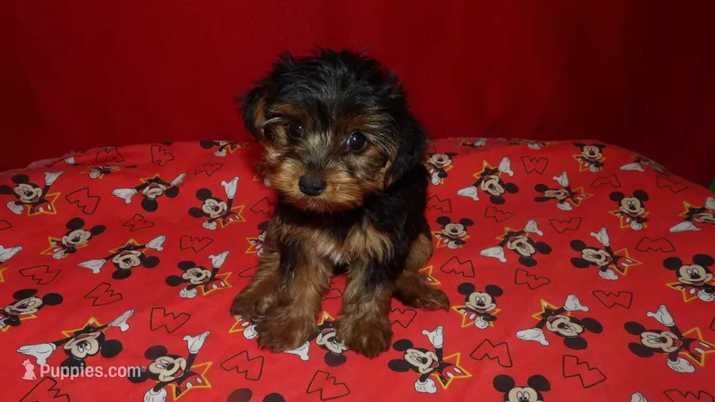 Danny, a male Yorkshire Terrier for sale in Paterson, NJ – Photo 1 of 5