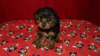 Danny, a male Yorkshire Terrier for sale in Paterson, NJ – Photo 1 of 5