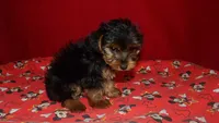 Danny, a male Yorkshire Terrier for sale in Paterson, NJ – Photo 3 of 5