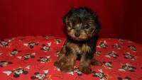 Danny, a male Yorkshire Terrier for sale in Paterson, NJ – Photo 4 of 5