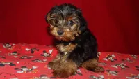 Danny, a male Yorkshire Terrier for sale in Paterson, NJ – Photo 5 of 5