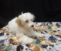 Saxen, a female Maltipoo for sale in Paterson, NJ – 3 of 5