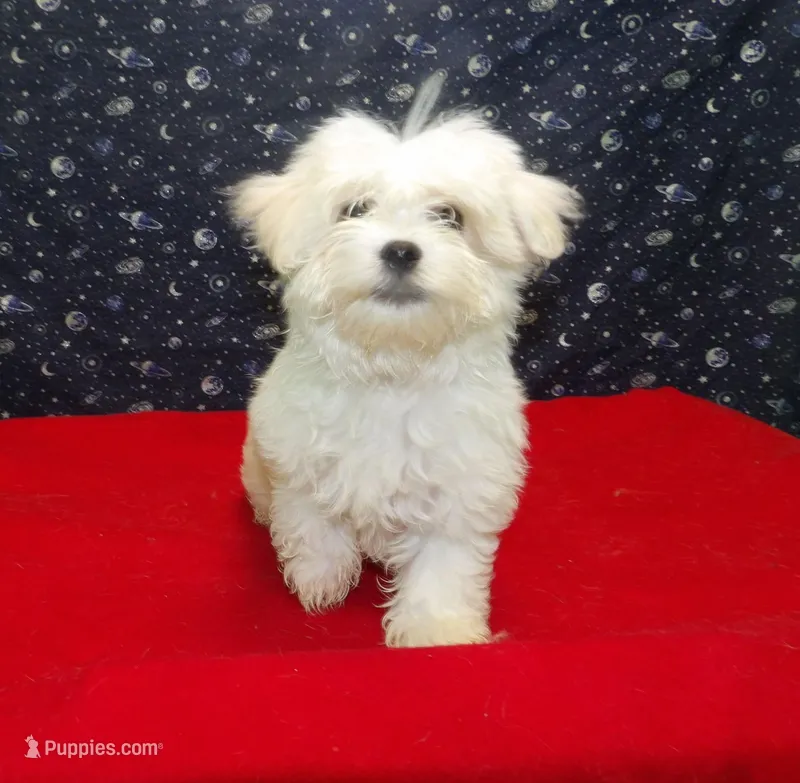 Myla – Maltese puppy for sale in Paterson, NJ