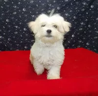 Myla, a female Maltese for sale in Paterson, NJ – Photo 1 of 5