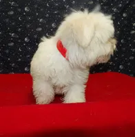 Myla, a female Maltese for sale in Paterson, NJ – Photo 5 of 5