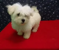 Myla, a female Maltese for sale in Paterson, NJ – Photo 3 of 5