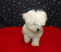 Myla, a female Maltese for sale in Paterson, NJ – Photo 2 of 5