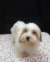 Jacky , a female Shihpoo for sale in Paterson, NJ – 3 of 5
