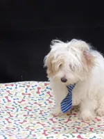 Sage, a male Maltipoo for sale in Paterson, NJ – 6 of 10