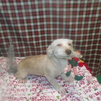 Maverrick, a male Yorkshire Terrier for sale in Paterson, NJ – 1 of 1