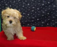 Fernando, a male Morkie for sale in Paterson, NJ – Photo 6 of 6