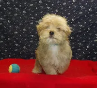 Fernando, a male Morkie for sale in Paterson, NJ – Photo 5 of 6