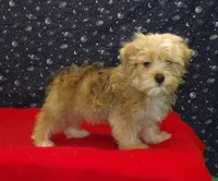Fernando, a male Morkie for sale in Paterson, NJ – Photo 1 of 6