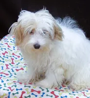 Sage, a male Maltipoo for sale in Paterson, NJ – 9 of 10