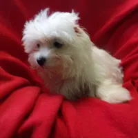 Jill, a female Maltese for sale in Paterson, NJ – Photo 2 of 5
