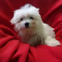 Jill, a female Maltese for sale in Paterson, NJ – Photo 1 of 5