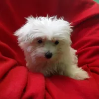 Jill, a female Maltese for sale in Paterson, NJ – Photo 5 of 5