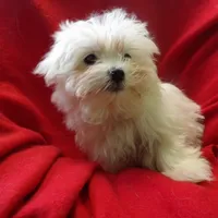 Jill, a female Maltese for sale in Paterson, NJ – Photo 4 of 5