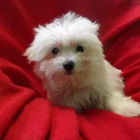 Jill, a female Maltese for sale in Paterson, NJ – Photo 3 of 5