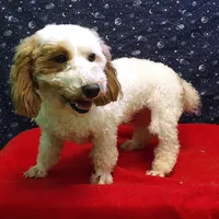  Keisha, a female Bichon Frise for sale in Paterson, NJ – Photo 2 of 5