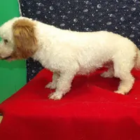  Keisha, a female Bichon Frise for sale in Paterson, NJ – Photo 4 of 5