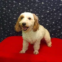  Keisha, a female Bichon Frise for sale in Paterson, NJ – Photo 1 of 5