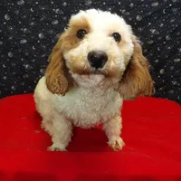  Keisha, a female Bichon Frise for sale in Paterson, NJ – Photo 3 of 5