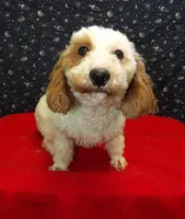 processed/cd30084c-71f9-4c46-9dbf-a091815a9d9b/listing/11adb201-336b-465d-a912-2667b66cd724/9d6b6a1f-1247-4c7e-8b9f-1b950b1ebe17