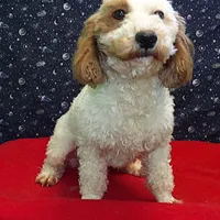  Keisha, a female Bichon Frise for sale in Paterson, NJ – Photo 5 of 5