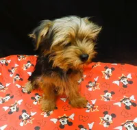 Sable, a male Yorkshire Terrier for sale in Paterson, NJ – 5 of 10