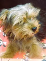 Sable, a male Yorkshire Terrier for sale in Paterson, NJ – 9 of 10