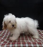 Joker, a male Shihpoo for sale in Paterson, NJ – 2 of 4