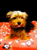 Sable, a male Yorkshire Terrier for sale in Paterson, NJ – 2 of 10