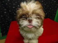 Marcos, a male Shih Tzu for sale in Paterson, NJ – Photo 4 of 5