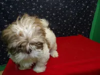 Marcos, a male Shih Tzu for sale in Paterson, NJ – Photo 2 of 5