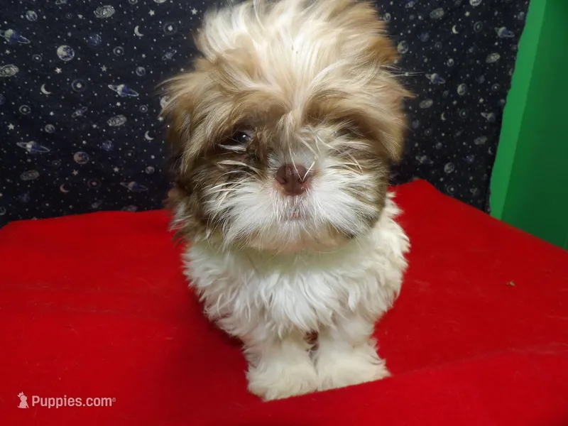 Marcos – Shih Tzu puppy for sale in Paterson, NJ