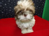 Marcos, a male Shih Tzu for sale in Paterson, NJ – Photo 1 of 5