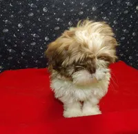 Marcos, a male Shih Tzu for sale in Paterson, NJ – Photo 3 of 5