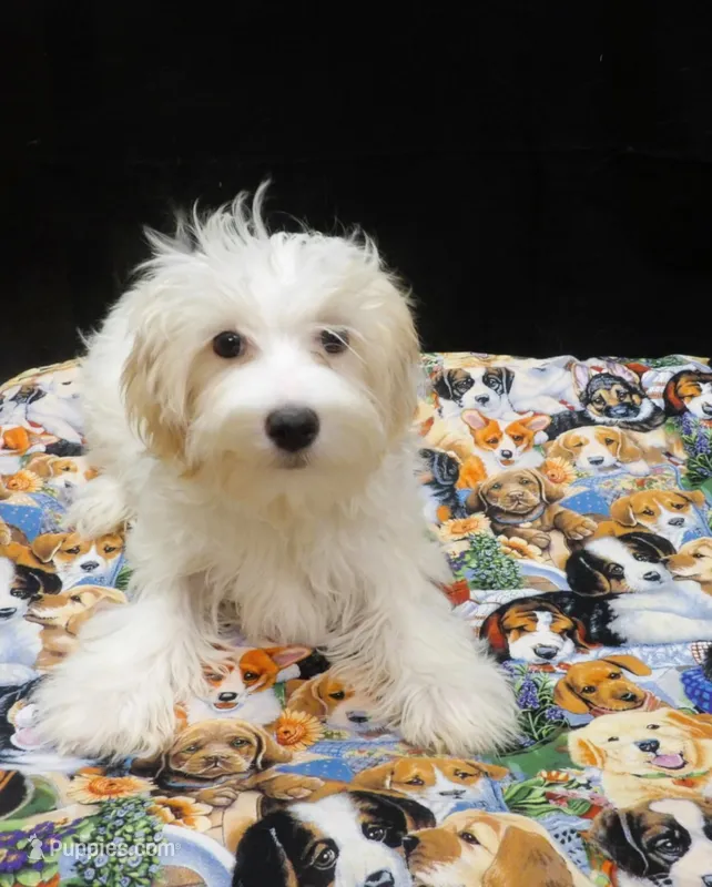 Saxen – Maltipoo puppy for sale in Paterson, NJ