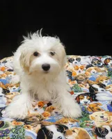 Saxen, a female Maltipoo for sale in Paterson, NJ – 1 of 5