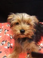 Sable, a male Yorkshire Terrier for sale in Paterson, NJ – 10 of 10
