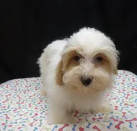 Jacky , a female Shihpoo for sale in Paterson, NJ – 4 of 5
