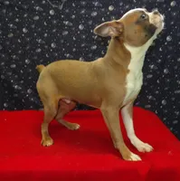 Riot, a male Boston Terrier for sale in Paterson, NJ – Photo 6 of 6