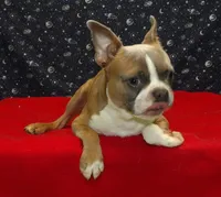 Riot, a male Boston Terrier for sale in Paterson, NJ – Photo 5 of 6