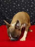 Riot, a male Boston Terrier for sale in Paterson, NJ – Photo 2 of 6