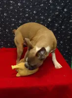 Riot, a male Boston Terrier for sale in Paterson, NJ – Photo 3 of 6