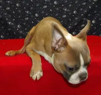 Riot, a male Boston Terrier for sale in Paterson, NJ – Photo 4 of 6
