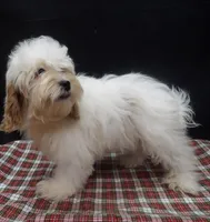 Joker, a male Shihpoo for sale in Paterson, NJ – 1 of 4