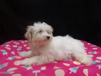 Sage, a female Maltipoo for sale in Paterson, NJ – 5 of 5