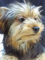 Sally, a female Yorkshire Terrier for sale in Paterson, NJ – 7 of 10